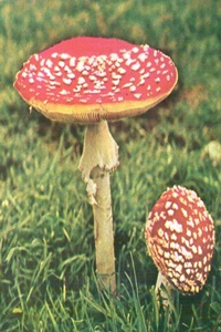 Mushrooms