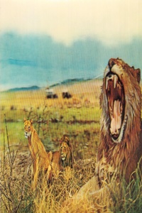 Safari
